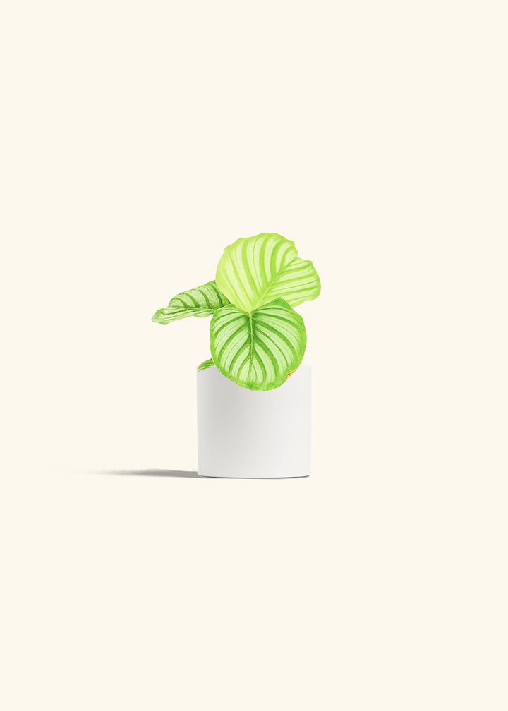 Orbit Peacock Plant in a 4 inches White Classic Cylinder Planter 