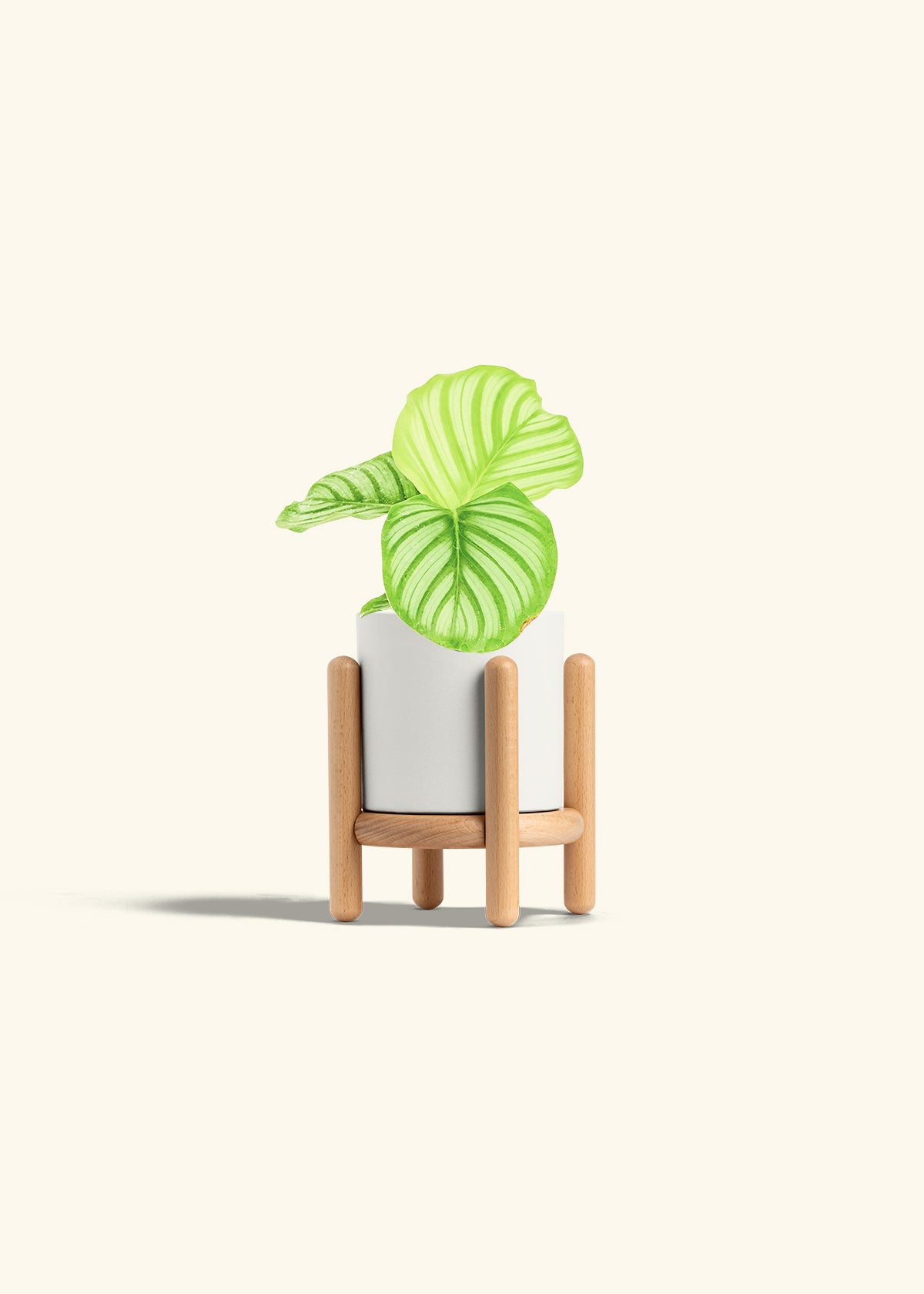 Orbit Peacock Plant in a 4 inches White Classic Cylinder Planter in a Beech Wood Stand