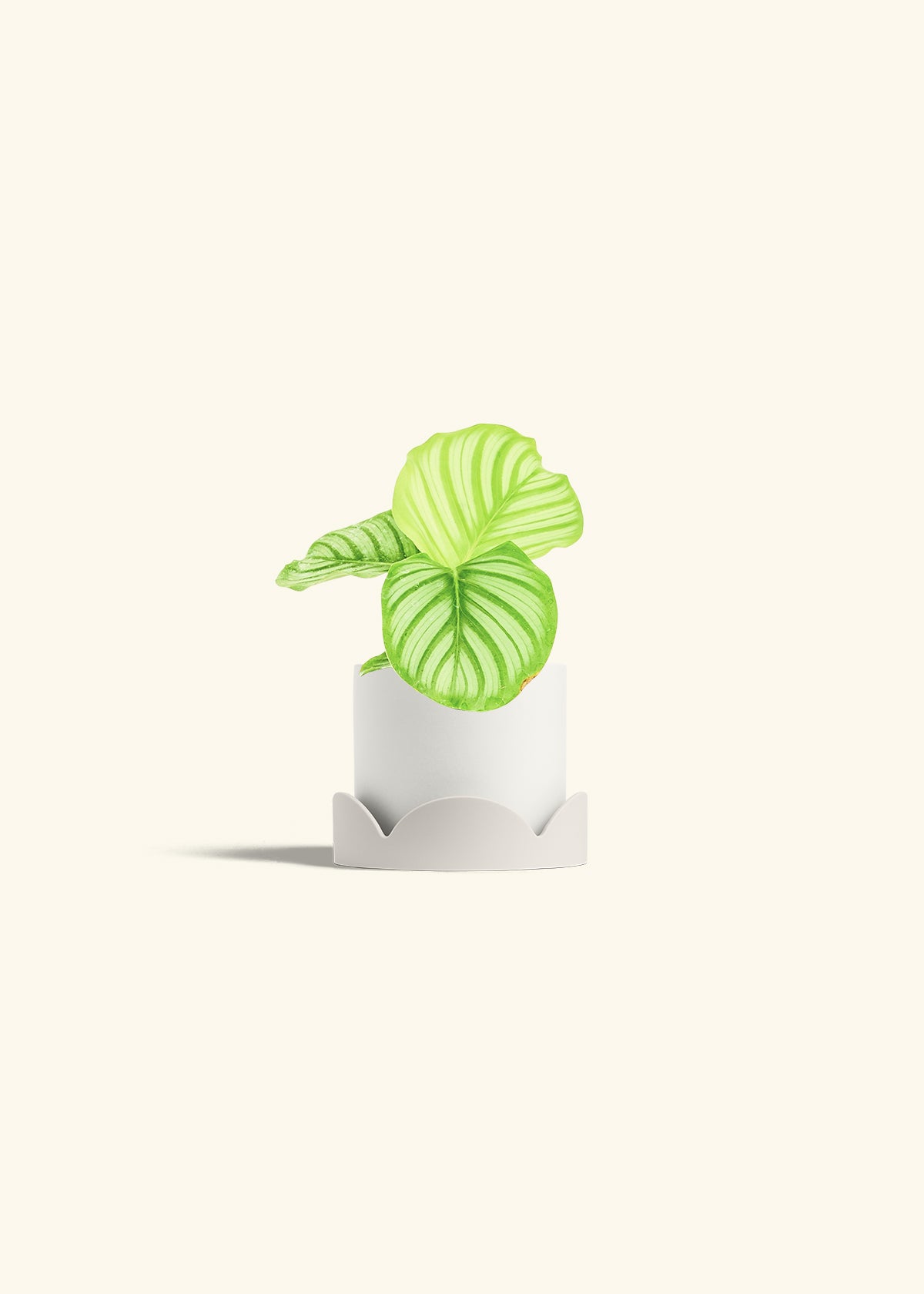 Orbit Peacock Plant in a 4 inches White Classic Cylinder Planter in a Oat Petal Drip Tray