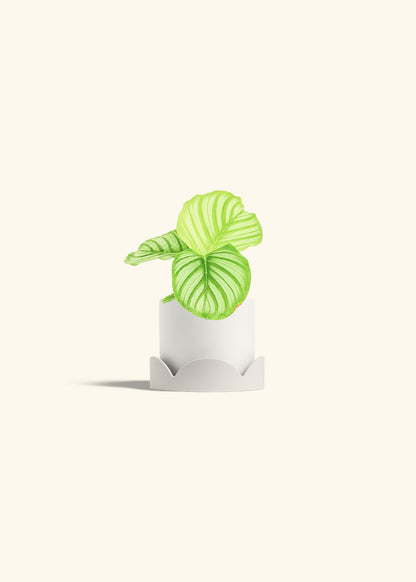 Orbit Peacock Plant in a 4 inches White Classic Cylinder Planter in a Oat Petal Drip Tray