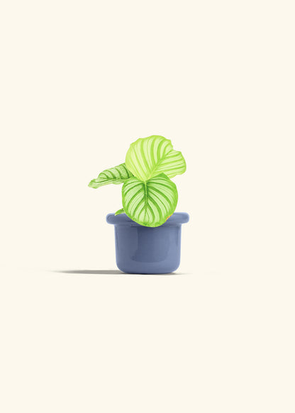 Orbit Peacock Plant in a 4 inches Fat Lip Blue Planter 