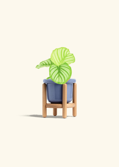 Orbit Peacock Plant in a 4 inches Fat Lip Blue Planter in a Beech Wood Stand