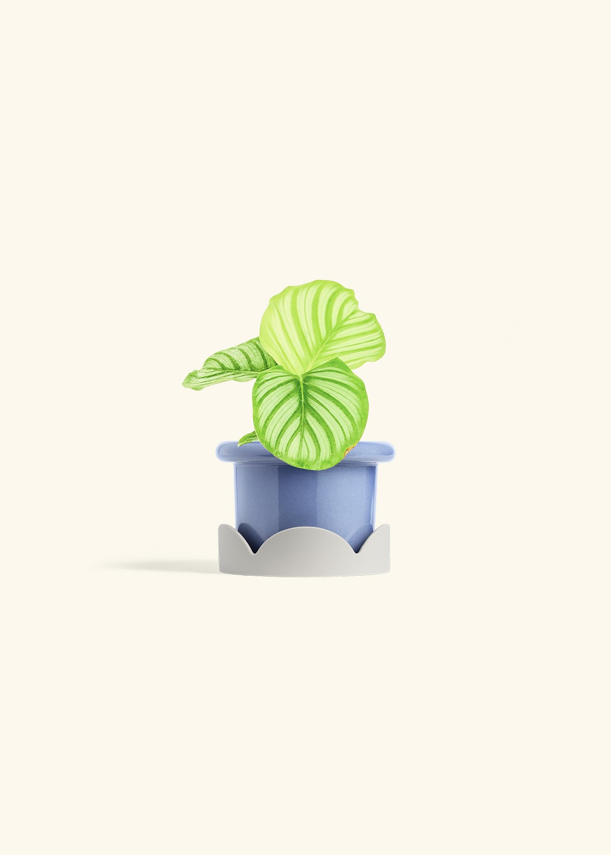Orbit Peacock Plant in a 4 inches Fat Lip Blue Planter in a Oat Petal Drip Tray
