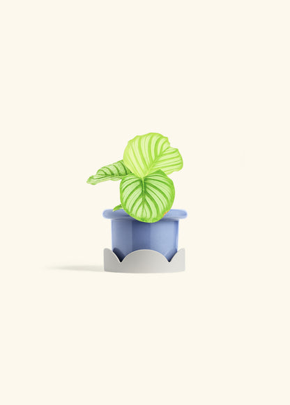 Orbit Peacock Plant in a 4 inches Fat Lip Blue Planter in a Oat Petal Drip Tray
