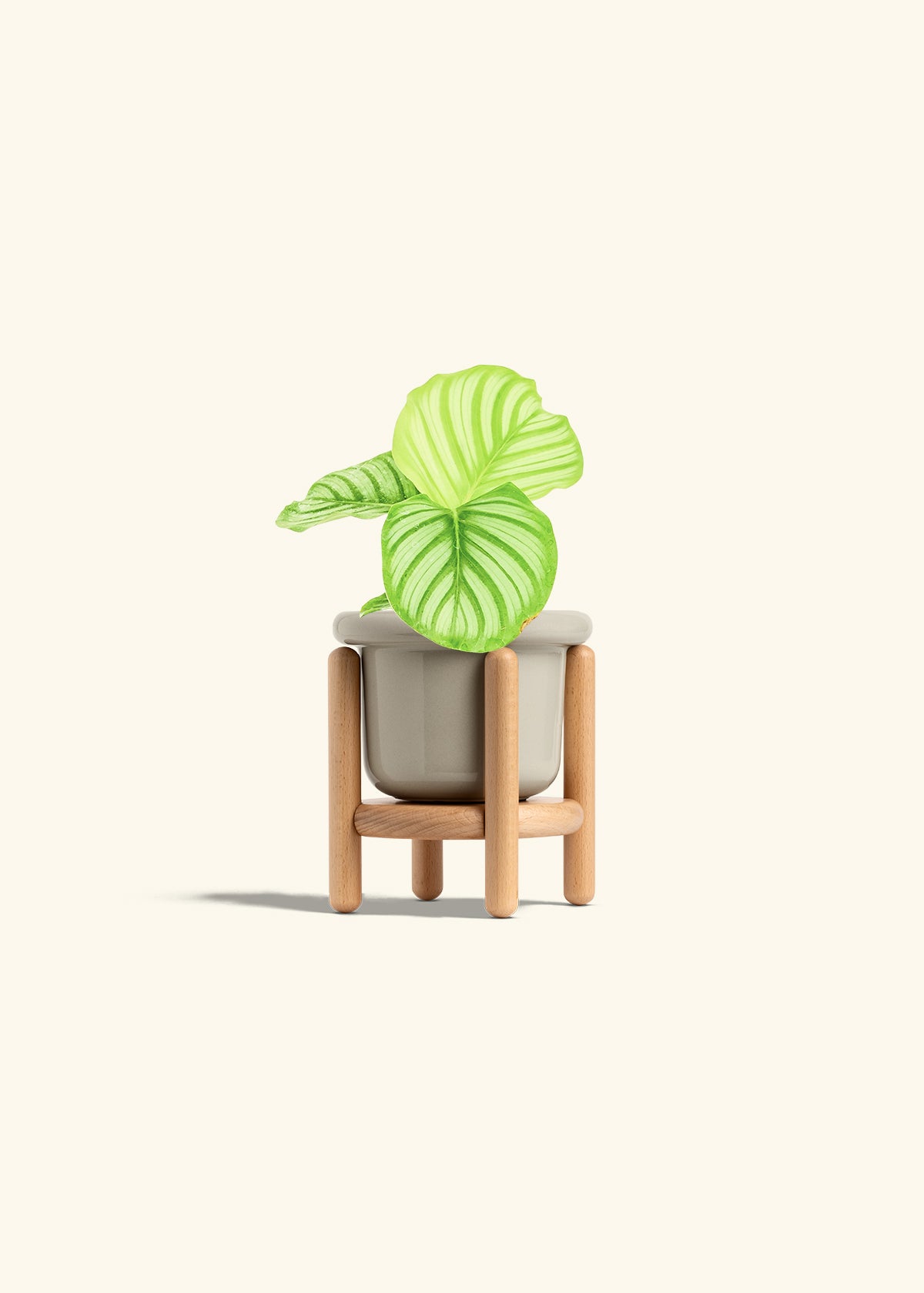 Orbit Peacock Plant in a 4 inches Fat Lip Oat Planter in a Beech Wood Stand