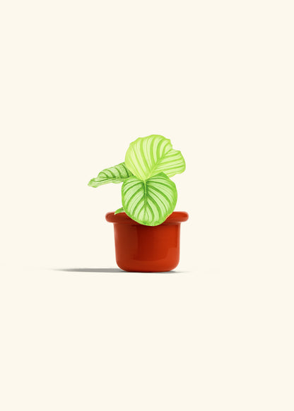 Orbit Peacock Plant in a 4 inches Fat Lip Red Planter 