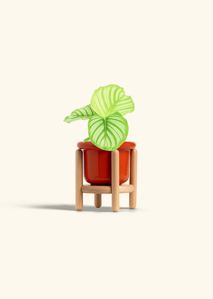 Orbit Peacock Plant in a 4 inches Fat Lip Red Planter in a Beech Wood Stand
