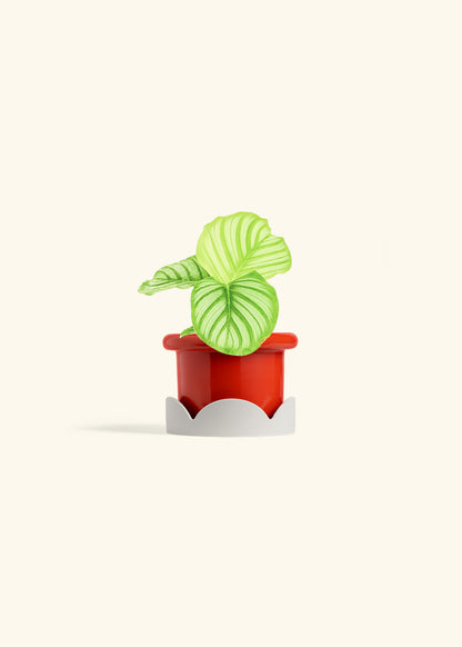 Orbit Peacock Plant in a 4 inches Fat Lip Red Planter in a Oat Petal Drip Tray