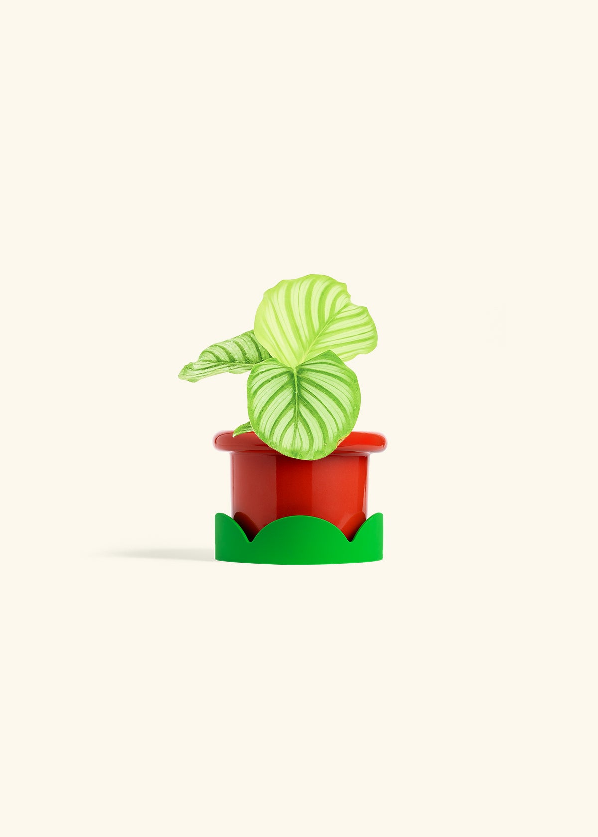 Orbit Peacock Plant in a 4 inches Fat Lip Red Planter in a Shamrock Petal Drip Tray