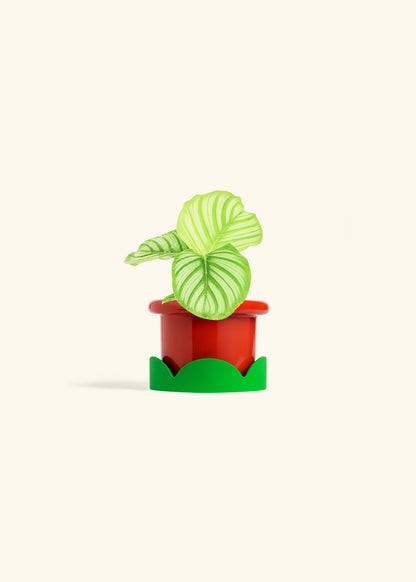 Orbit Peacock Plant in a 4 inches Fat Lip Red Planter in a Shamrock Petal Drip Tray