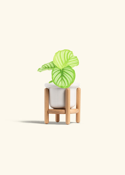 Orbit Peacock Plant in a 4 inches Fat Lip White Planter in a Beech Wood Stand