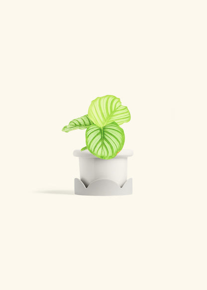 Orbit Peacock Plant in a 4 inches Fat Lip White Planter in a Oat Petal Drip Tray