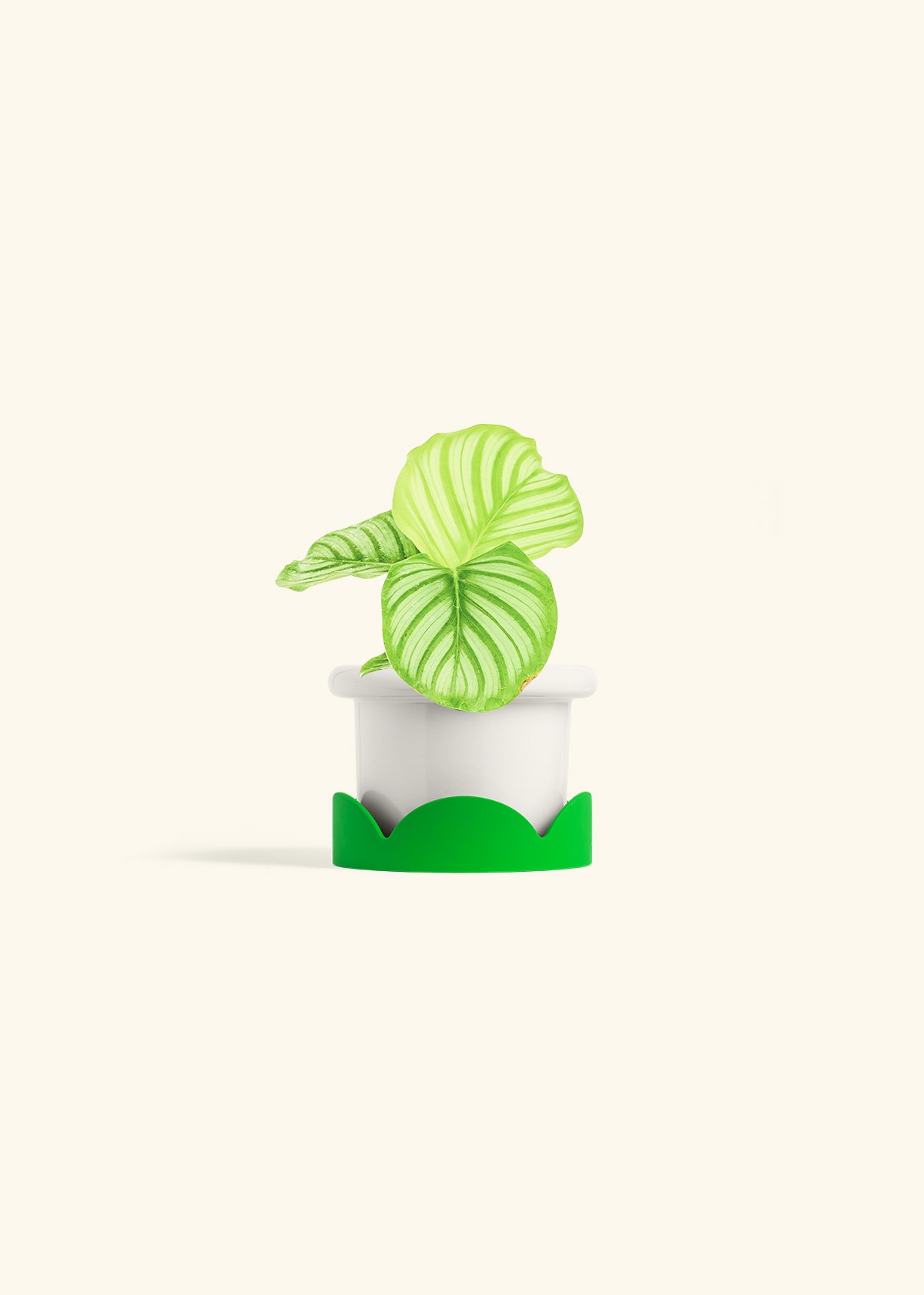 Orbit Peacock Plant in a 4 inches Fat Lip White Planter in a Shamrock Petal Drip Tray