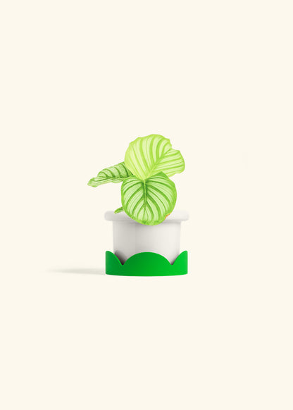 Orbit Peacock Plant in a 4 inches Fat Lip White Planter in a Shamrock Petal Drip Tray