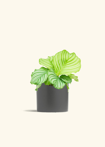 Orbit Peacock Plant in a 6 inches Charcoal Classic Cylinder Planter 