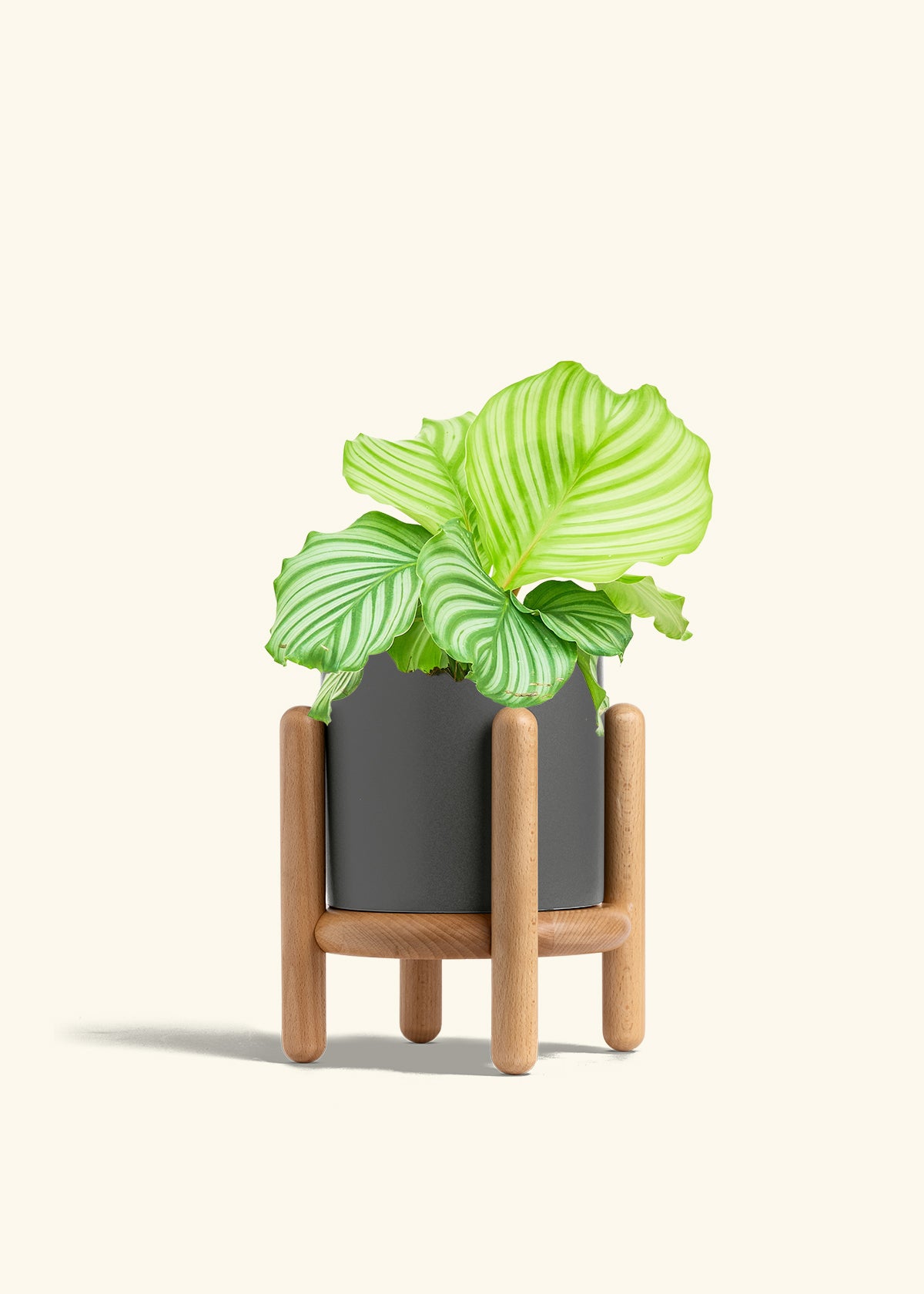 Orbit Peacock Plant in a 6 inches Charcoal Classic Cylinder Planter in a Beech Wood Stand