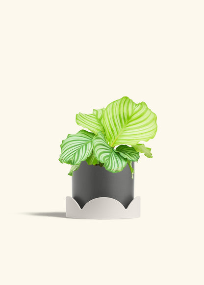 Orbit Peacock Plant in a 6 inches Charcoal Classic Cylinder Planter in a Oat Petal Drip Tray