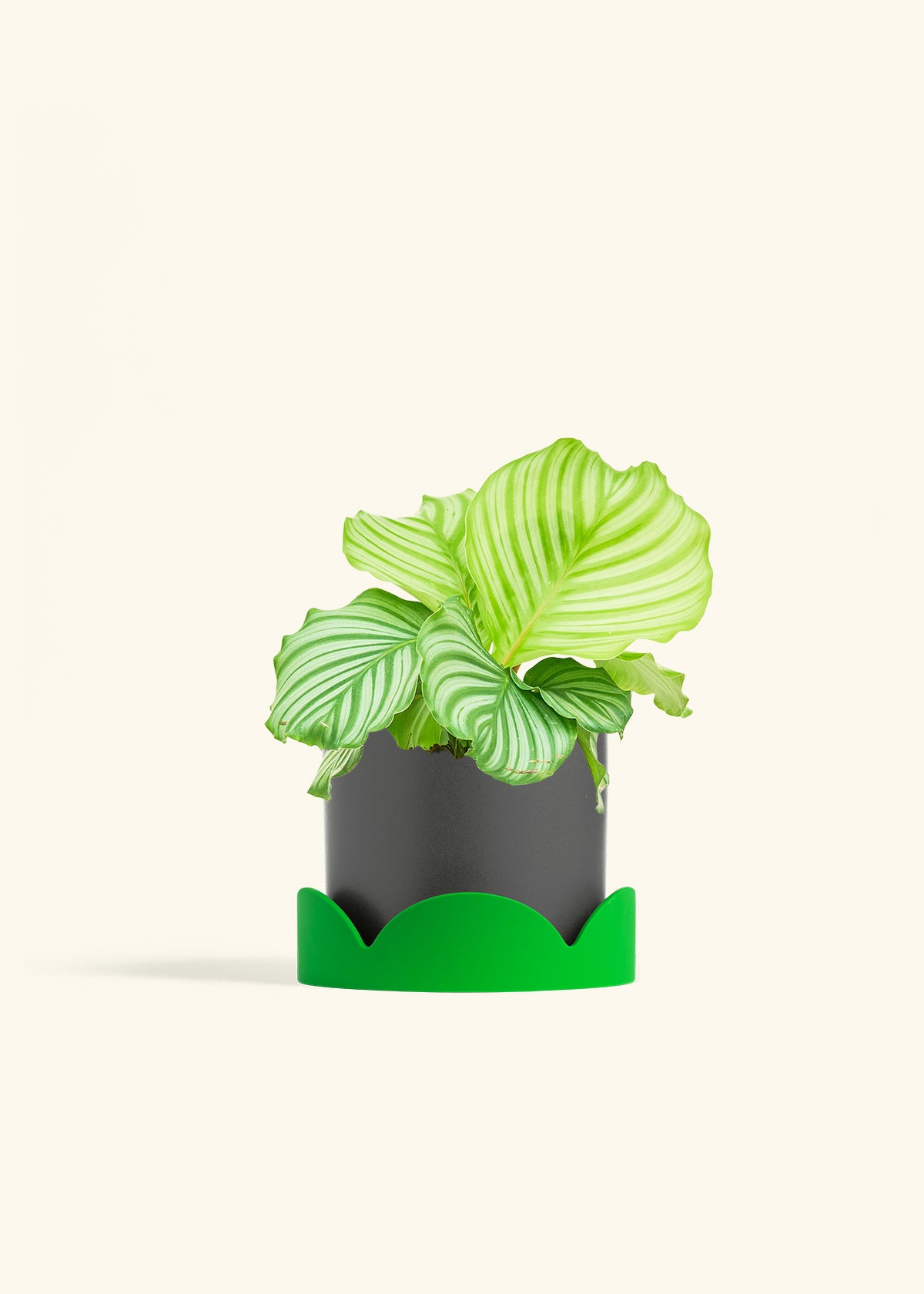 Orbit Peacock Plant in a 6 inches Charcoal Classic Cylinder Planter in a Shamrock Petal Drip Tray