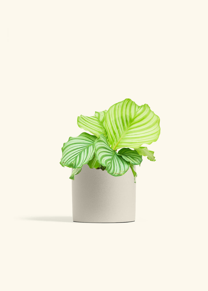 Orbit Peacock Plant in a 6 inches Oat Classic Cylinder Planter 
