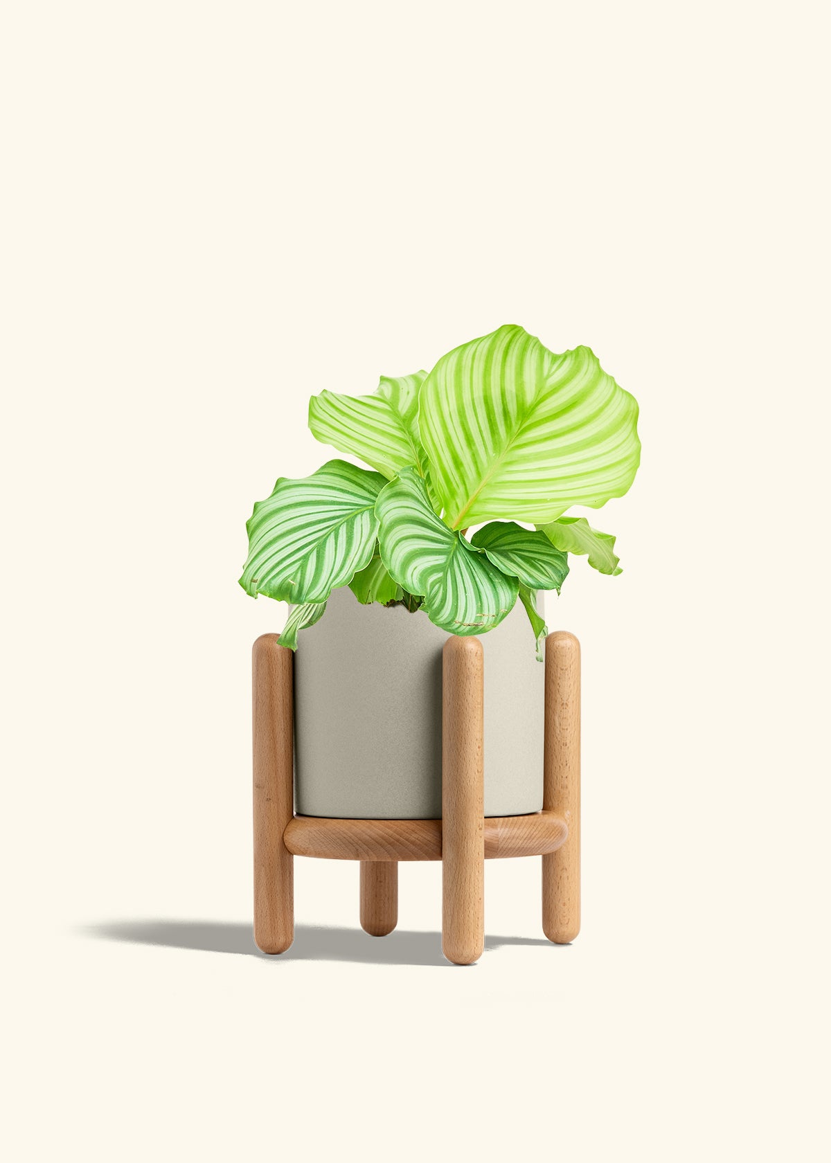 Orbit Peacock Plant in a 6 inches Oat Classic Cylinder Planter in a Beech Wood Stand
