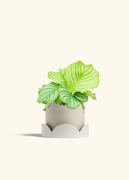 Orbit Peacock Plant in a 6 inches Oat Classic Cylinder Planter in a Oat Petal Drip Tray