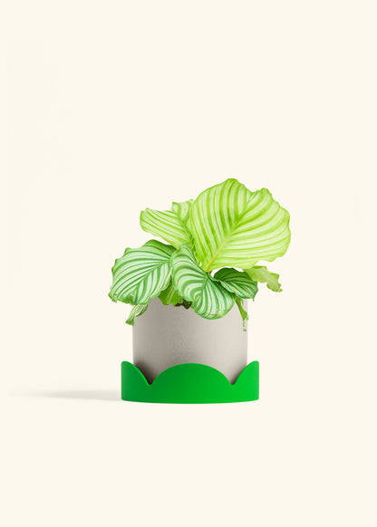 Orbit Peacock Plant in a 6 inches Oat Classic Cylinder Planter in a Shamrock Petal Drip Tray