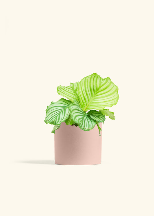 Orbit Peacock Plant in a 6 inches Pink Classic Cylinder Planter 