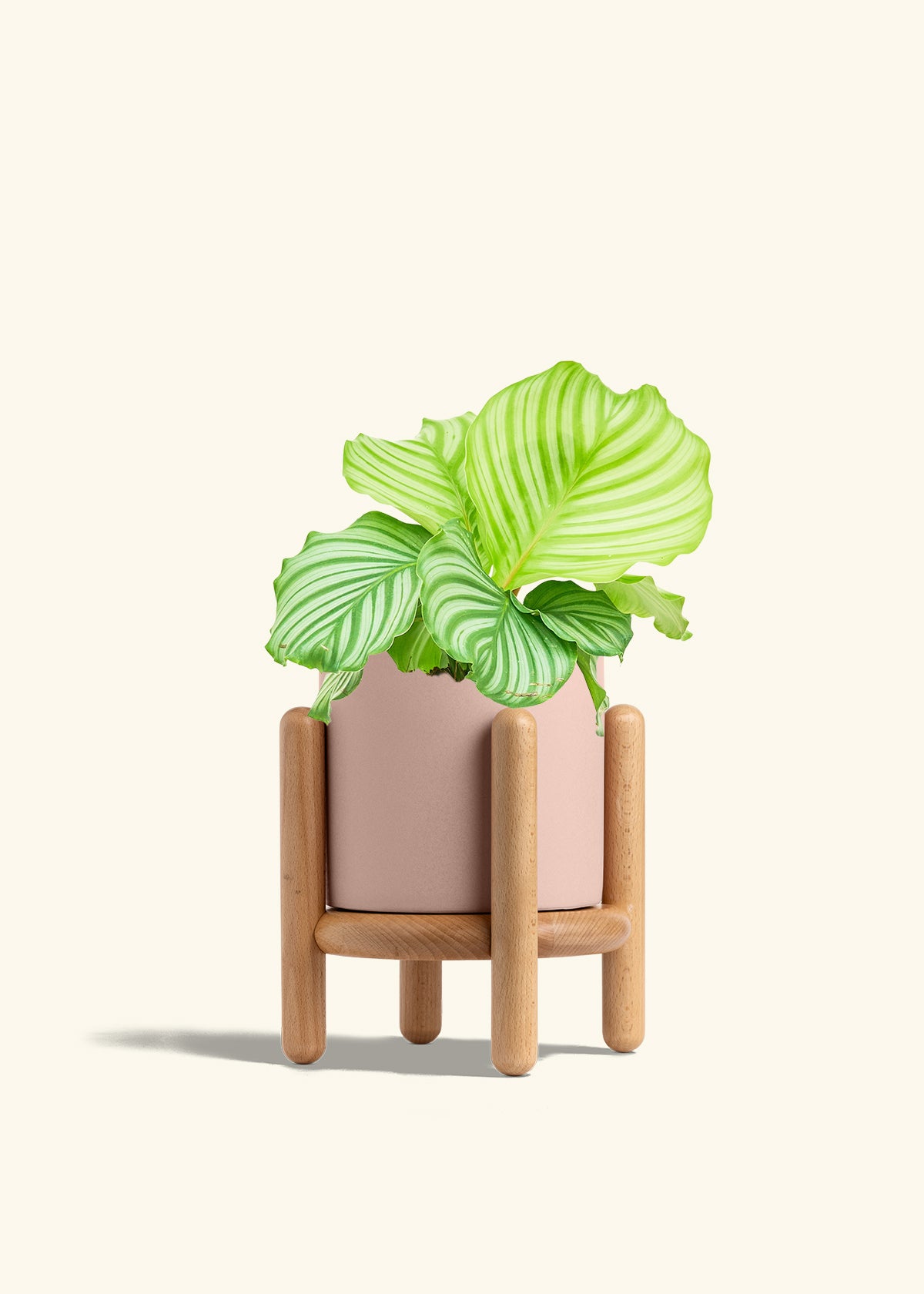 Orbit Peacock Plant in a 6 inches Pink Classic Cylinder Planter in a Beech Wood Stand