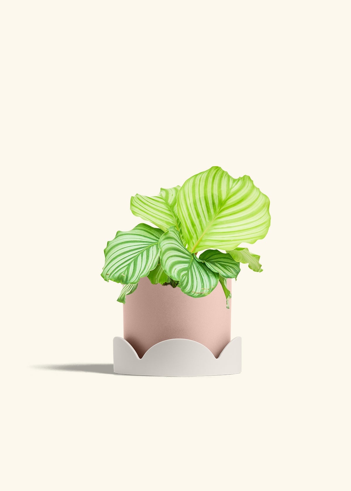 Orbit Peacock Plant in a 6 inches Pink Classic Cylinder Planter in a Oat Petal Drip Tray