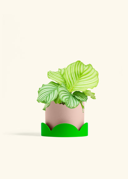 Orbit Peacock Plant in a 6 inches Pink Classic Cylinder Planter in a Shamrock Petal Drip Tray