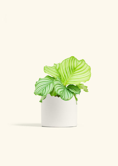 Orbit Peacock Plant in a 6 inches White Classic Cylinder Planter 