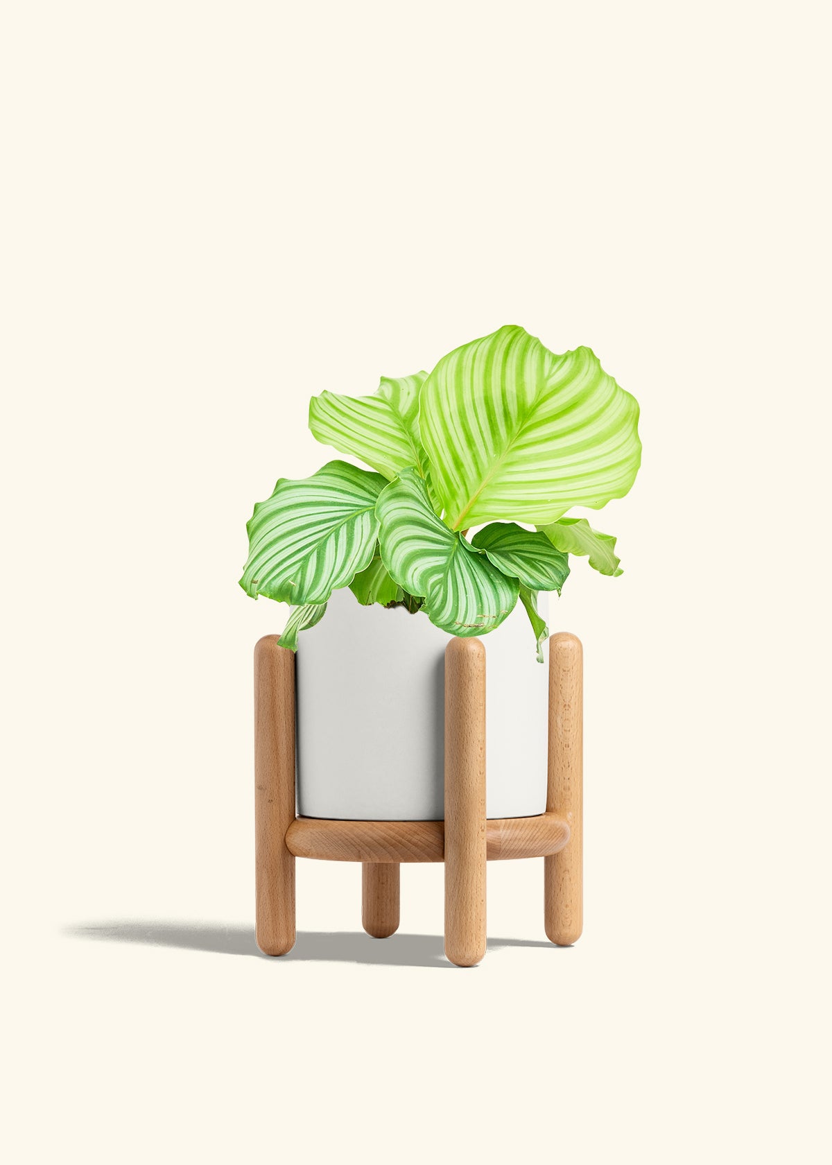 Orbit Peacock Plant in a 6 inches White Classic Cylinder Planter in a Beech Wood Stand