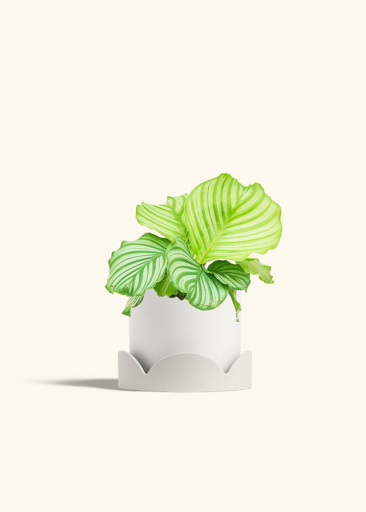 Orbit Peacock Plant in a 6 inches White Classic Cylinder Planter in a Oat Petal Drip Tray
