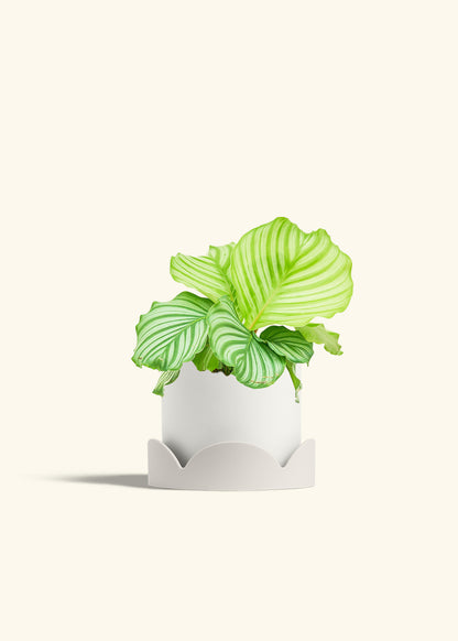 Orbit Peacock Plant in a 6 inches White Classic Cylinder Planter in a Oat Petal Drip Tray