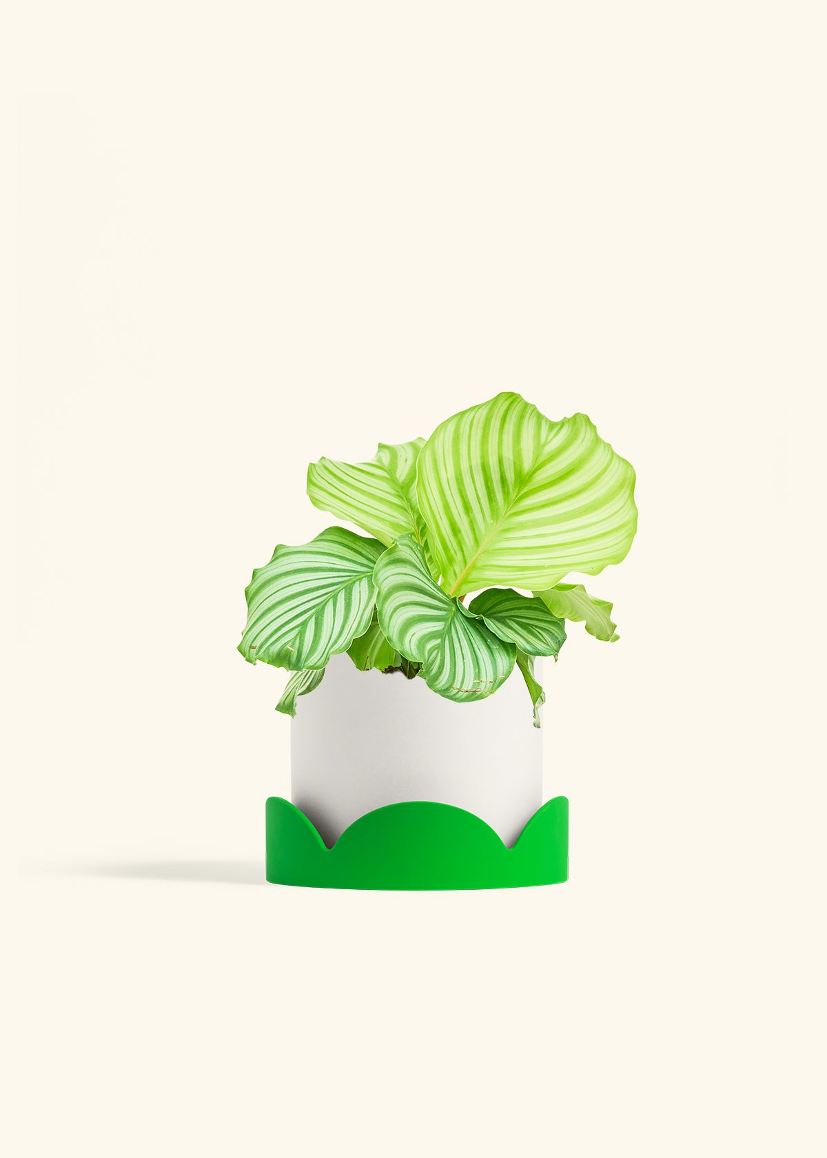 Orbit Peacock Plant in a 6 inches White Classic Cylinder Planter in a Shamrock Petal Drip Tray