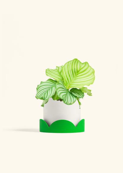 Orbit Peacock Plant in a 6 inches White Classic Cylinder Planter in a Shamrock Petal Drip Tray