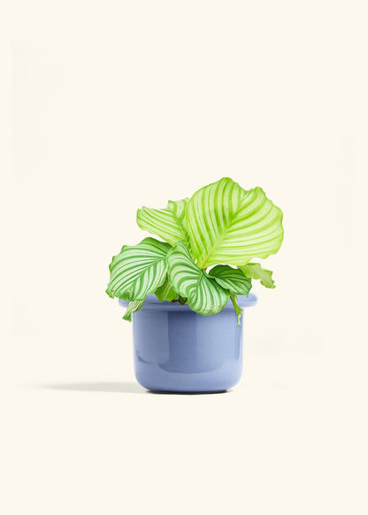 Orbit Peacock Plant in a 6 inches Fat Lip Blue Planter 