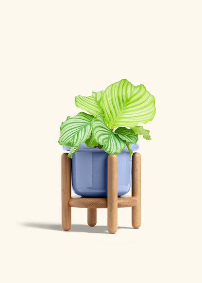 Orbit Peacock Plant in a 6 inches Fat Lip Blue Planter in a Beech Wood Stand