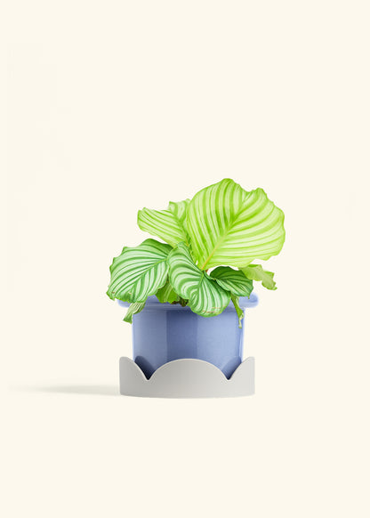 Orbit Peacock Plant in a 6 inches Fat Lip Blue Planter in a Oat Petal Drip Tray