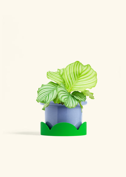 Orbit Peacock Plant in a 6 inches Fat Lip Blue Planter in a Shamrock Petal Drip Tray
