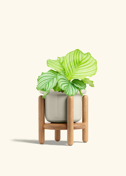 Orbit Peacock Plant in a 6 inches Fat Lip Oat Planter in a Beech Wood Stand