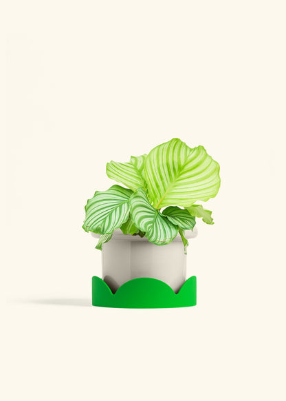 Orbit Peacock Plant in a 6 inches Fat Lip Oat Planter in a Shamrock Petal Drip Tray