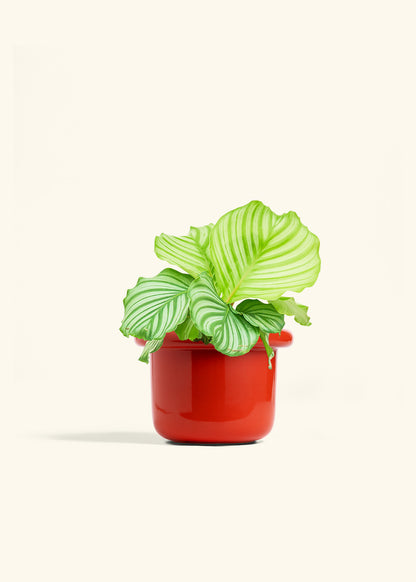 Orbit Peacock Plant in a 6 inches Fat Lip Red Planter 