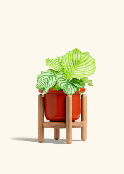 Orbit Peacock Plant in a 6 inches Fat Lip Red Planter in a Beech Wood Stand