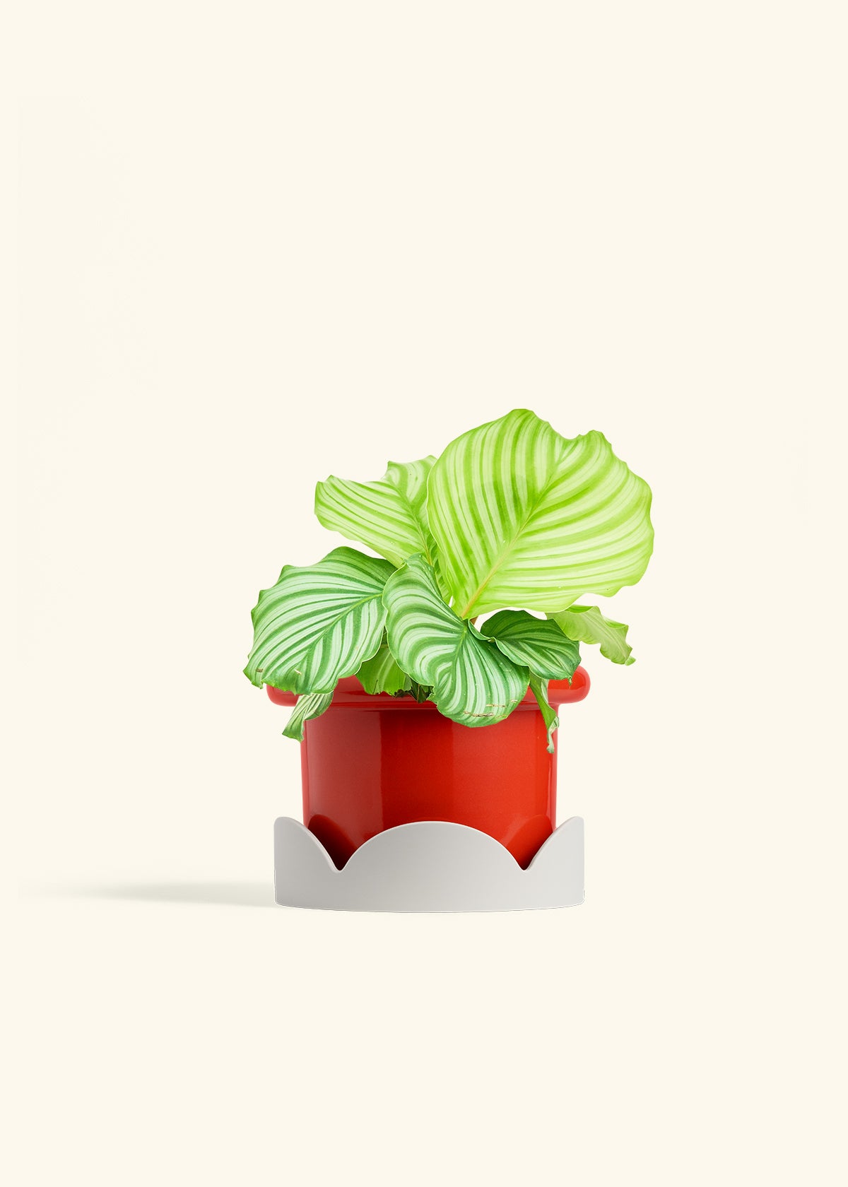 Orbit Peacock Plant in a 6 inches Fat Lip Red Planter in a Oat Petal Drip Tray