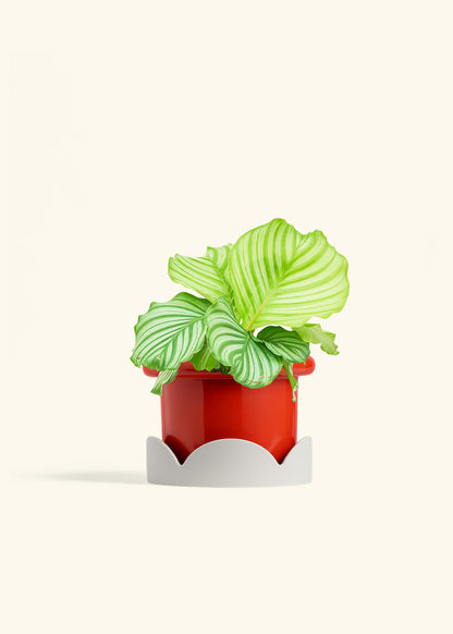 Orbit Peacock Plant in a 6 inches Fat Lip Red Planter in a Oat Petal Drip Tray