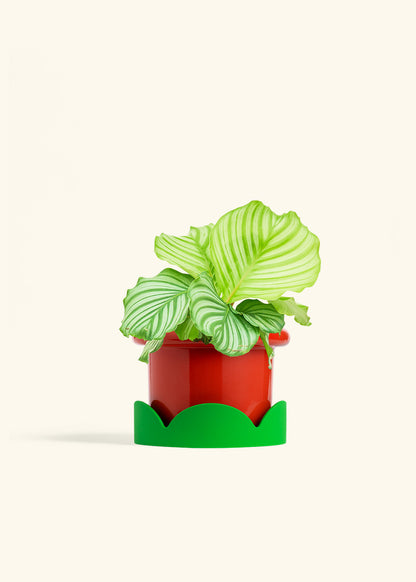 Orbit Peacock Plant in a 6 inches Fat Lip Red Planter in a Shamrock Petal Drip Tray