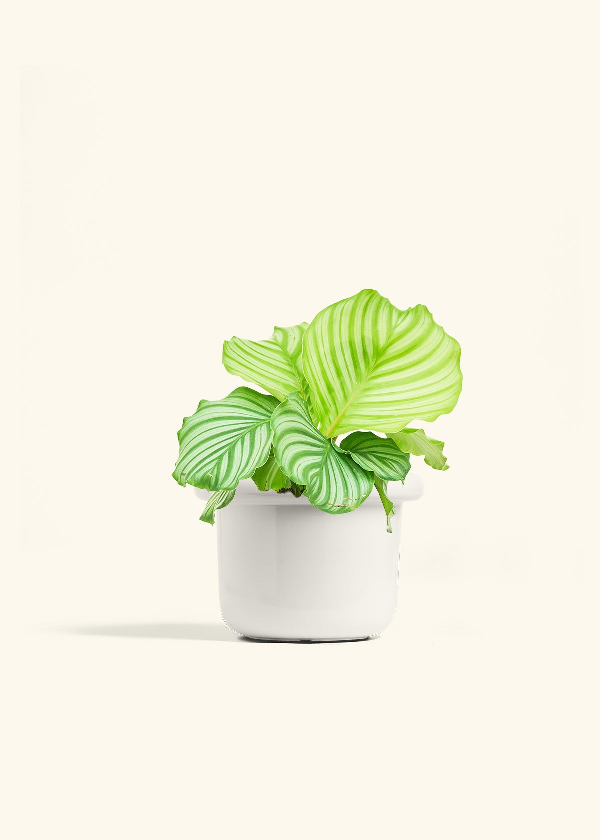 Orbit Peacock Plant in a 6 inches Fat Lip White Planter 