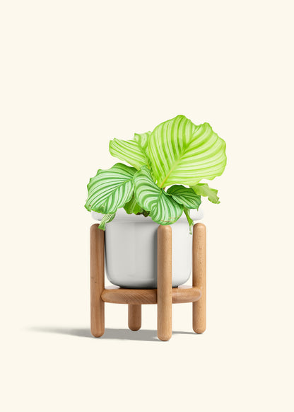 Orbit Peacock Plant in a 6 inches Fat Lip White Planter in a Beech Wood Stand