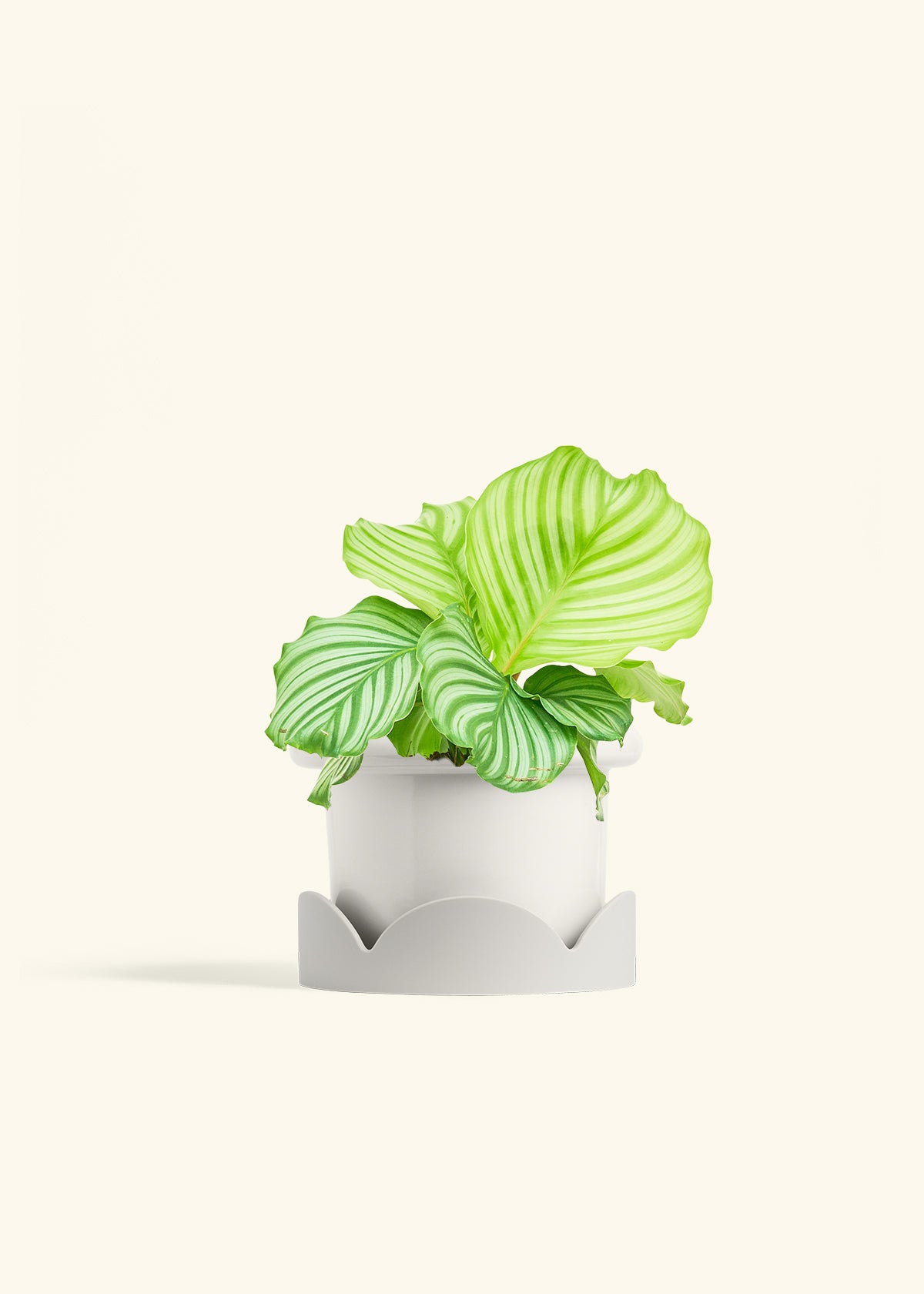 Orbit Peacock Plant in a 6 inches Fat Lip White Planter in a Oat Petal Drip Tray